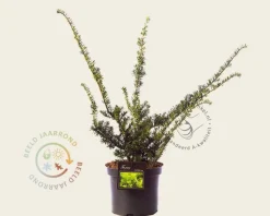 Taxus cuspidata 'Nana'
