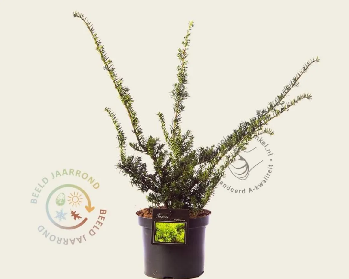 Taxus cuspidata 'Nana'