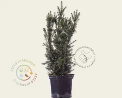 Taxus media 'Hicksii' 80/90 - in pot