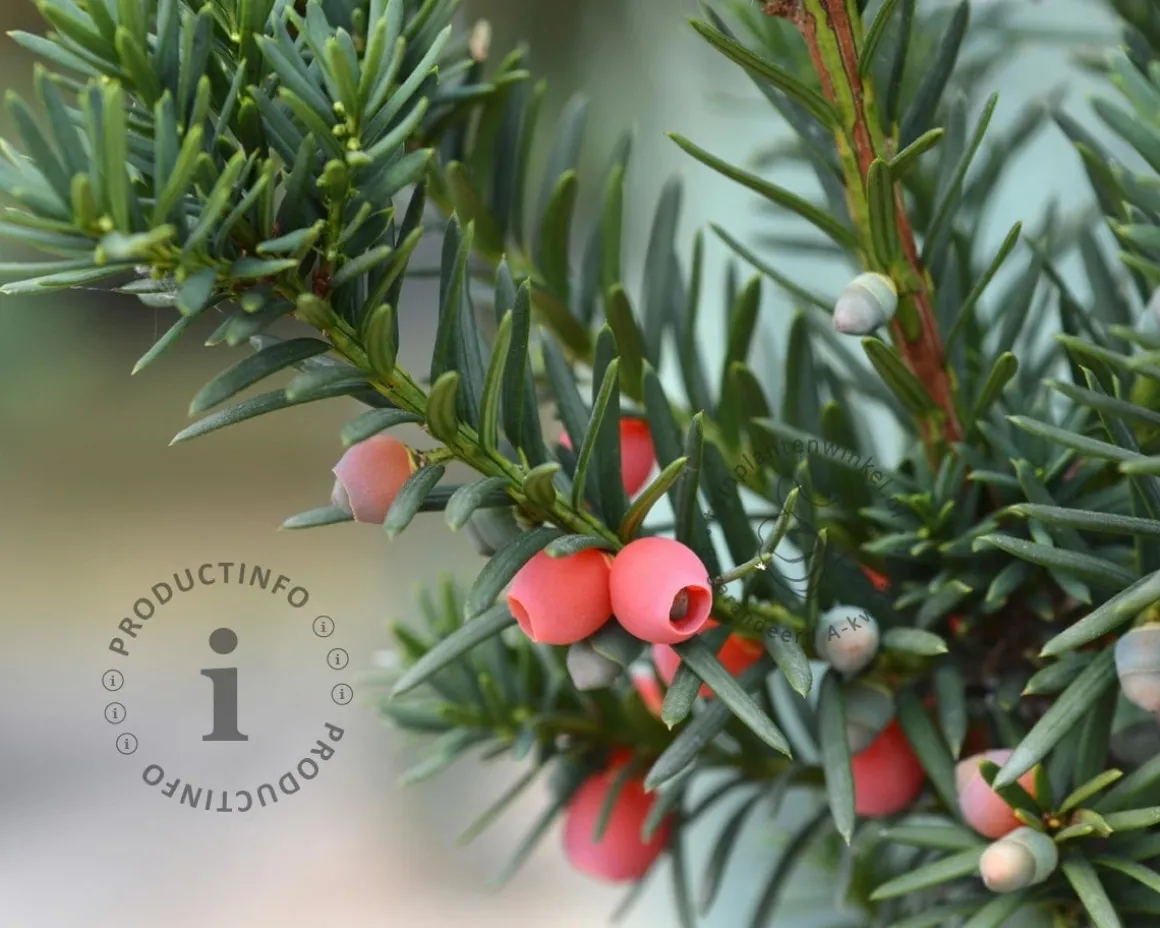 Taxus media 'Hicksii' 80/90 - in pot