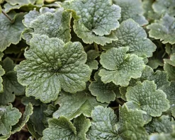 Tellima grandiflora 'Rubra'
