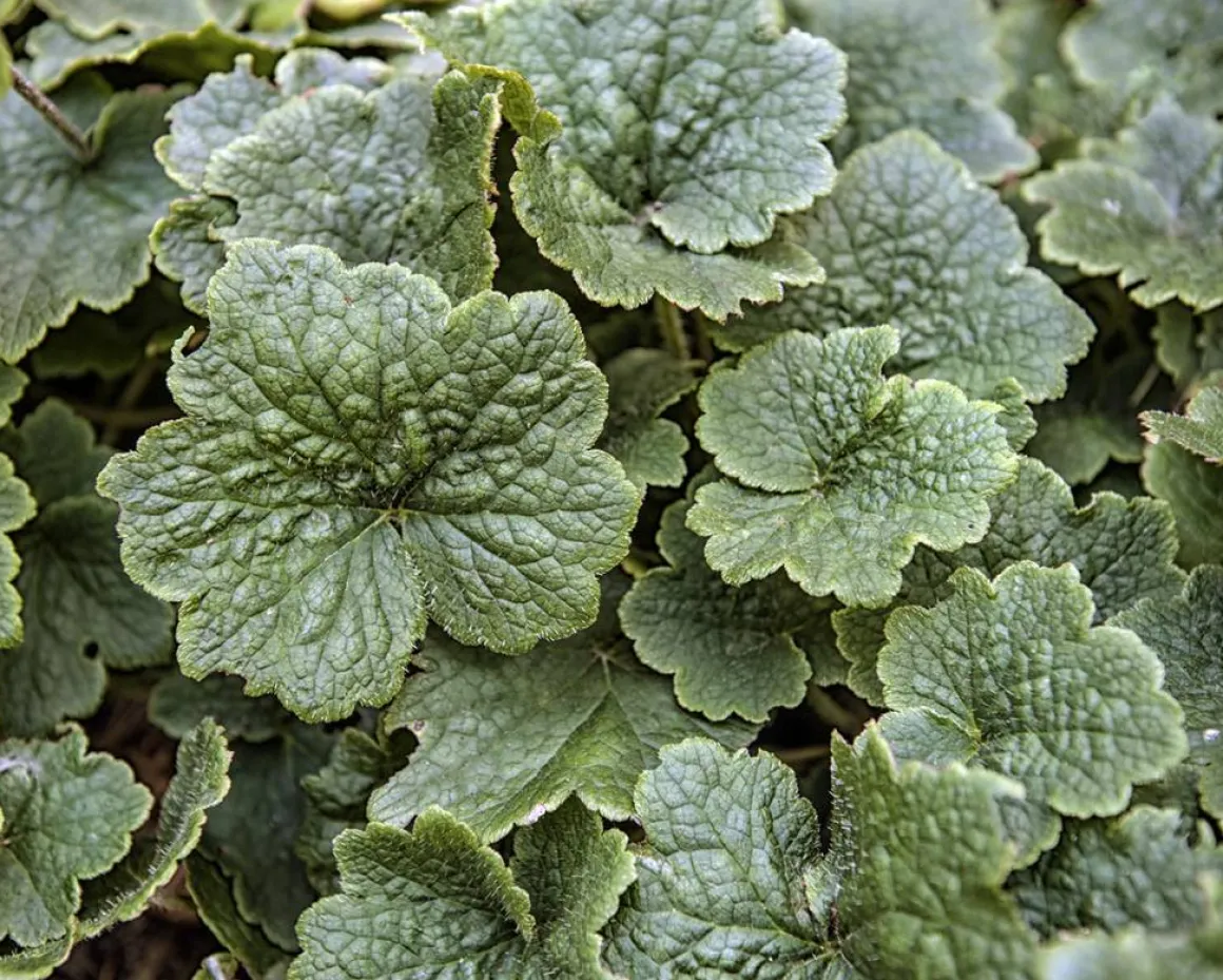 Tellima grandiflora 'Rubra'
