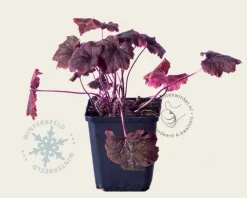 Tellima grandiflora 'Rubra'