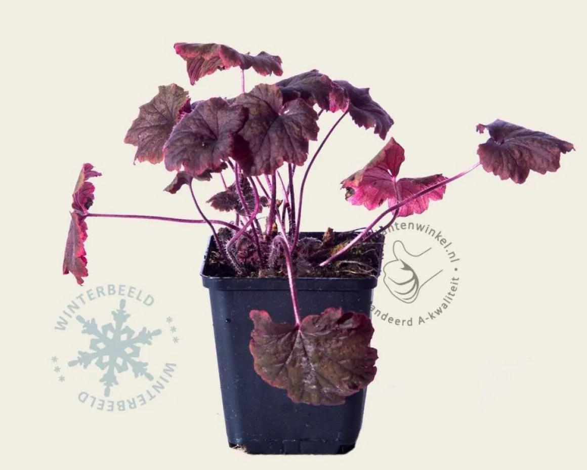 Tellima grandiflora 'Rubra'