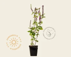 Teucrium hyrcanicum
