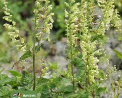Teucrium scorodonia