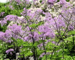 Thalictrum aquilegifolium 'Black Stockings'