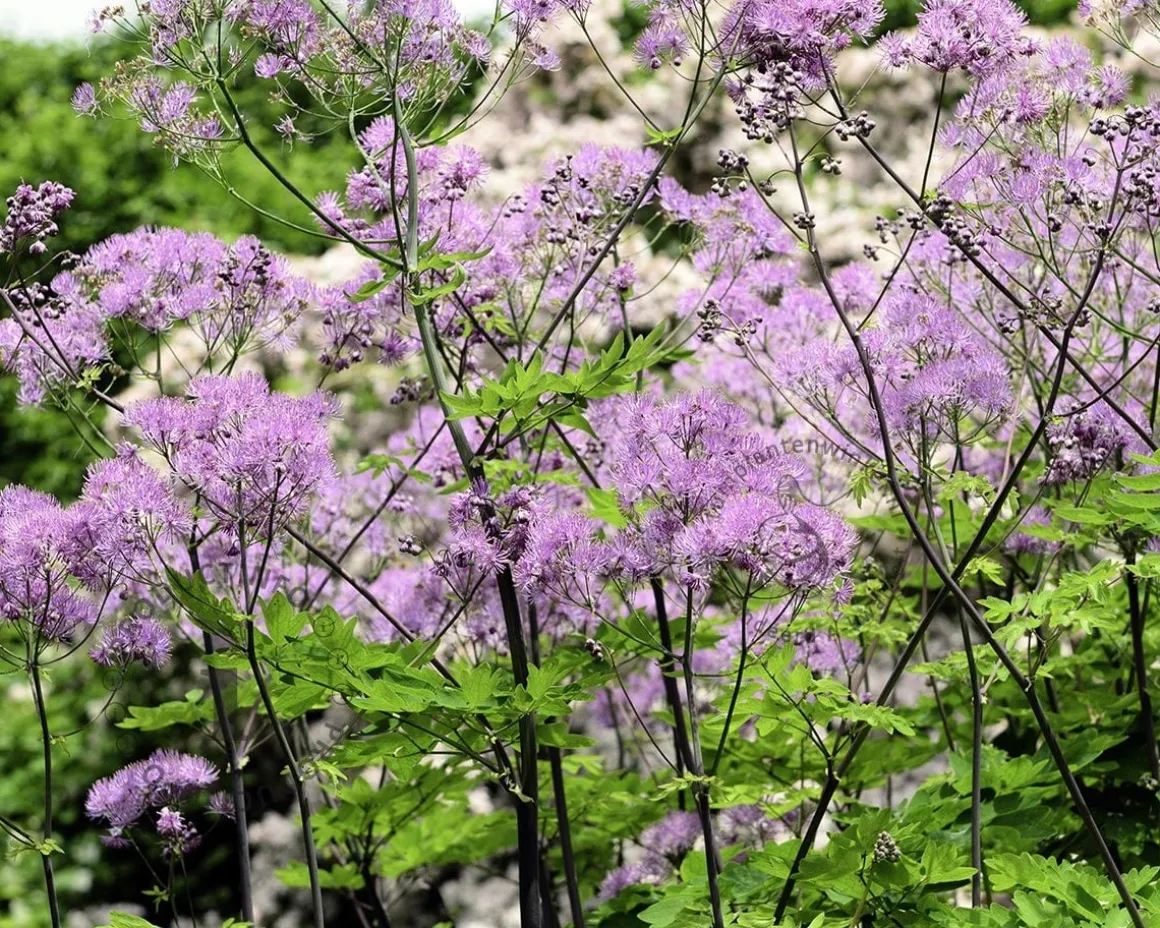 Thalictrum aquilegifolium 'Black Stockings'