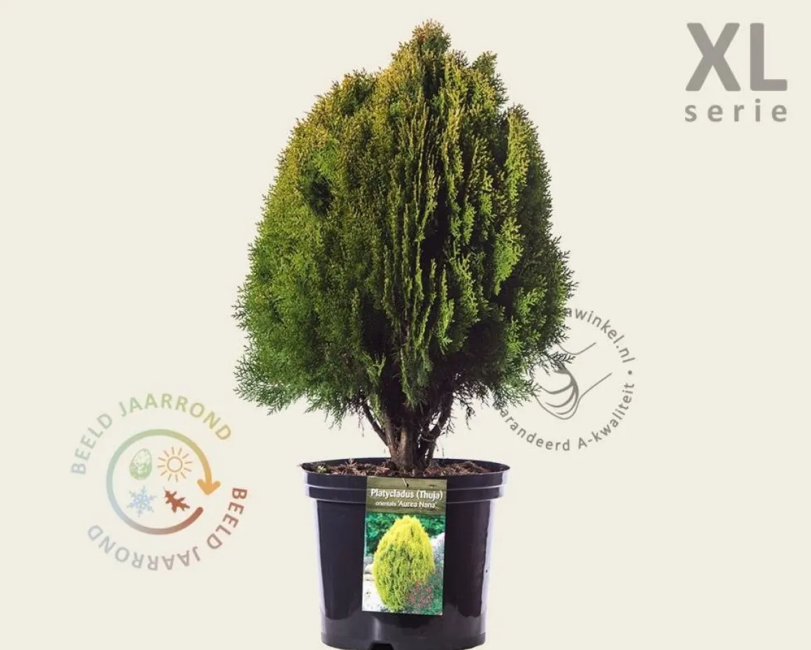 Thuja occidentalis 'Aurea Nana' - in pot - XL