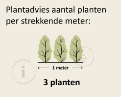 Thuja occidentalis 'Brabant' - in pot