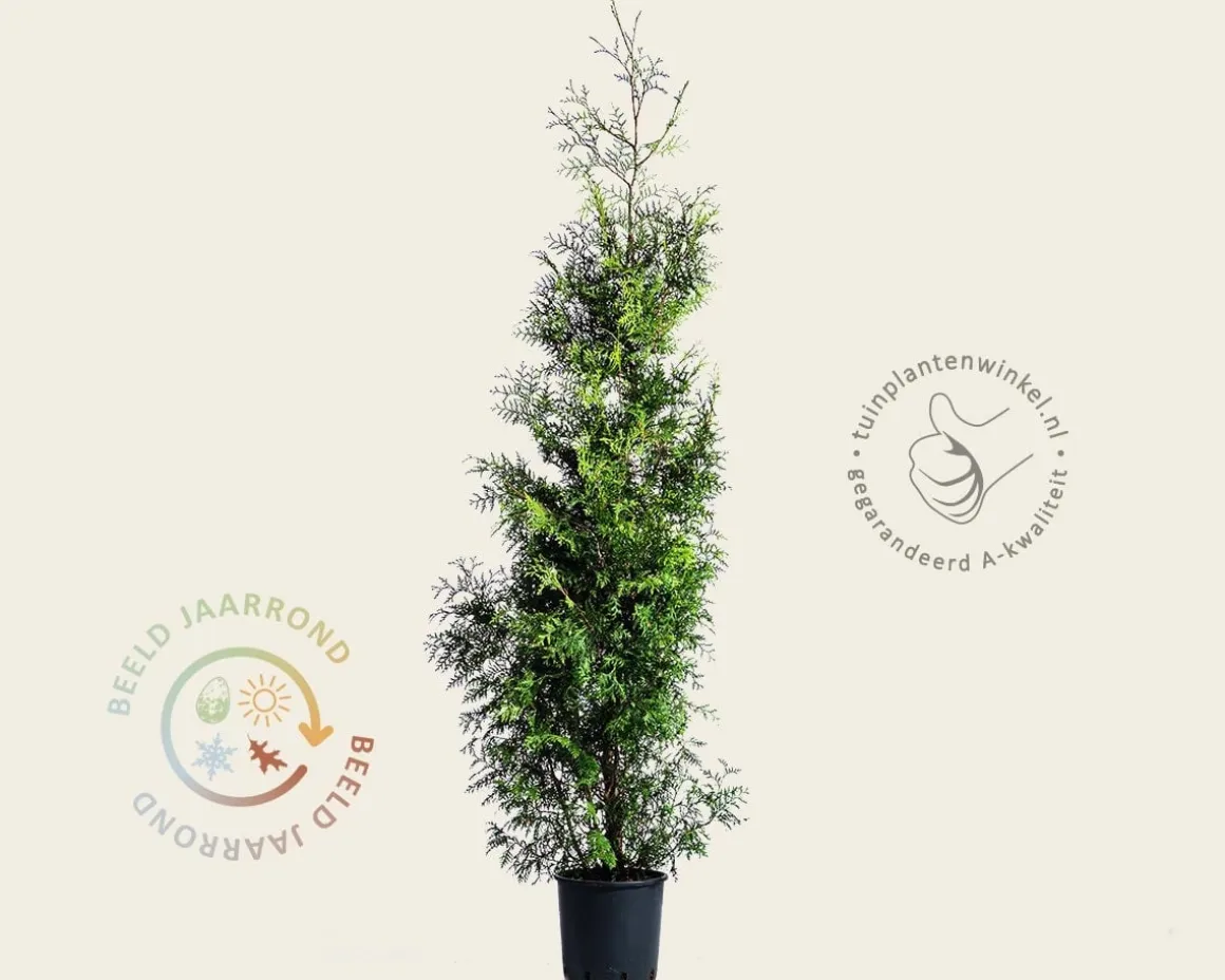 Thuja occidentalis 'Brabant' - in pot