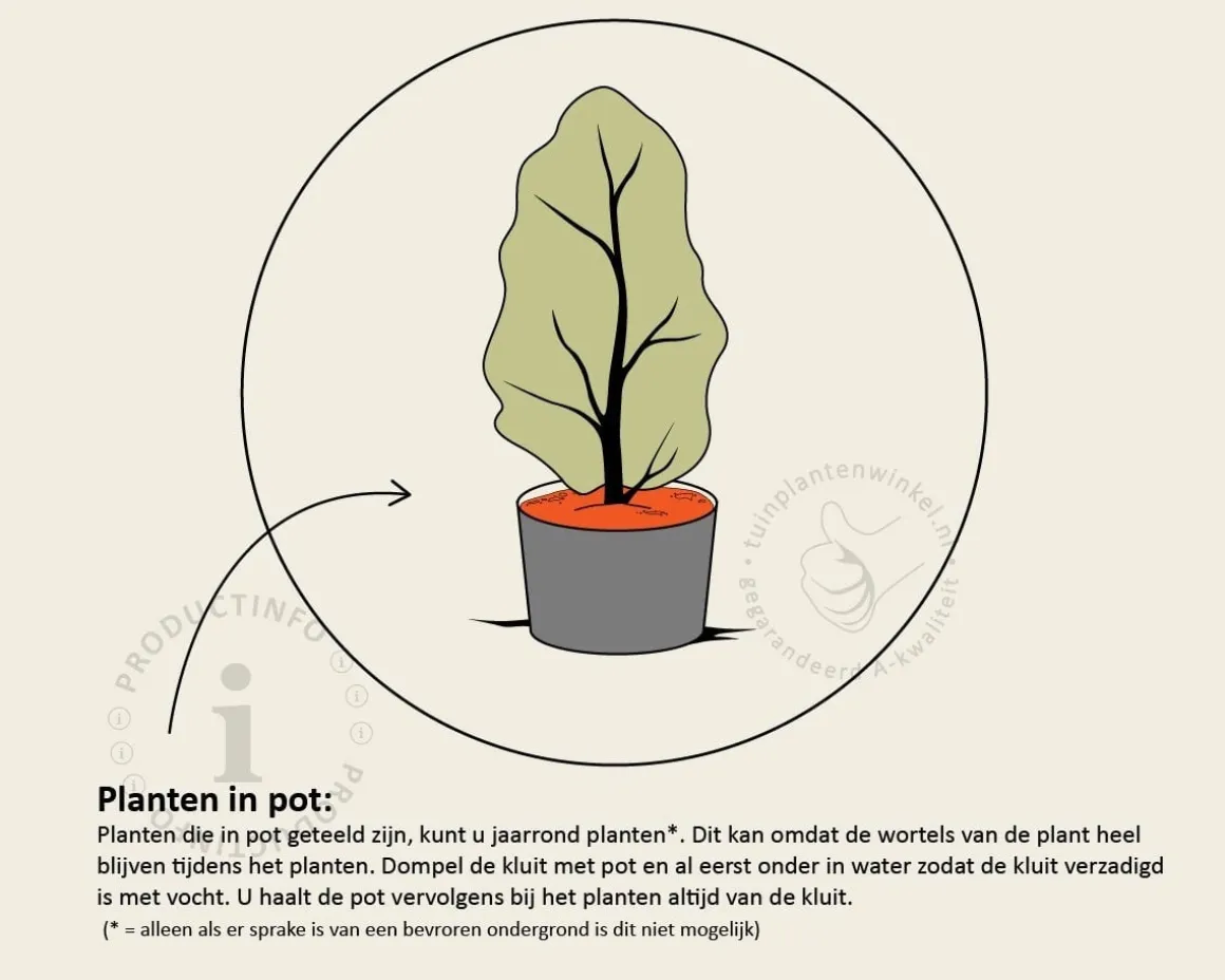 Thuja occidentalis 'Brabant' - in pot