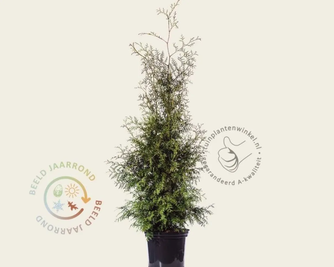 Thuja occidentalis 'Brabant' - in pot