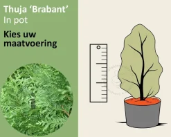 Thuja occidentalis 'Brabant' - in pot
