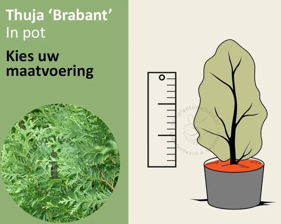 Thuja occidentalis 'Brabant' - in pot