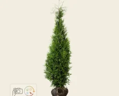Thuja occidentalis 'Brabant' - kluit