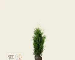 Thuja occidentalis 'Brabant' - kluit