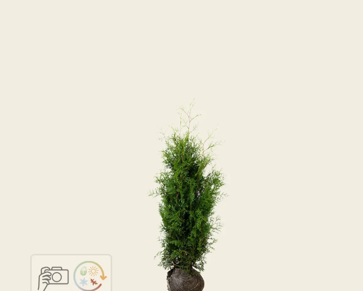 Thuja occidentalis 'Brabant' - kluit