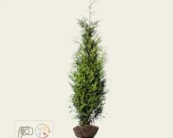 Thuja occidentalis 'Brabant' - kluit