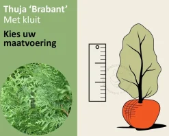 Thuja occidentalis 'Brabant' - kluit