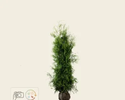 Thuja occidentalis 'Brabant' - kluit