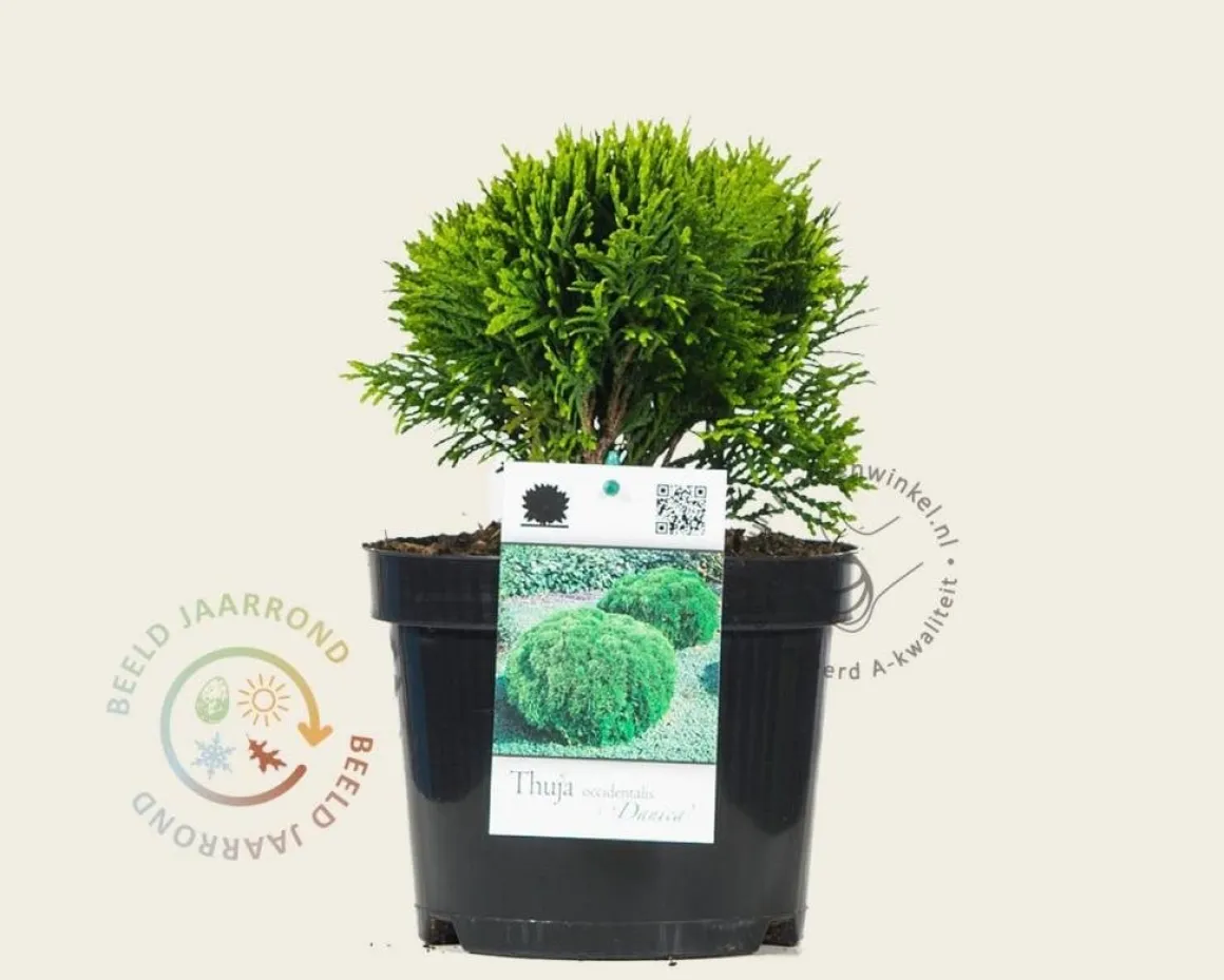 Thuja occidentalis 'Danica'