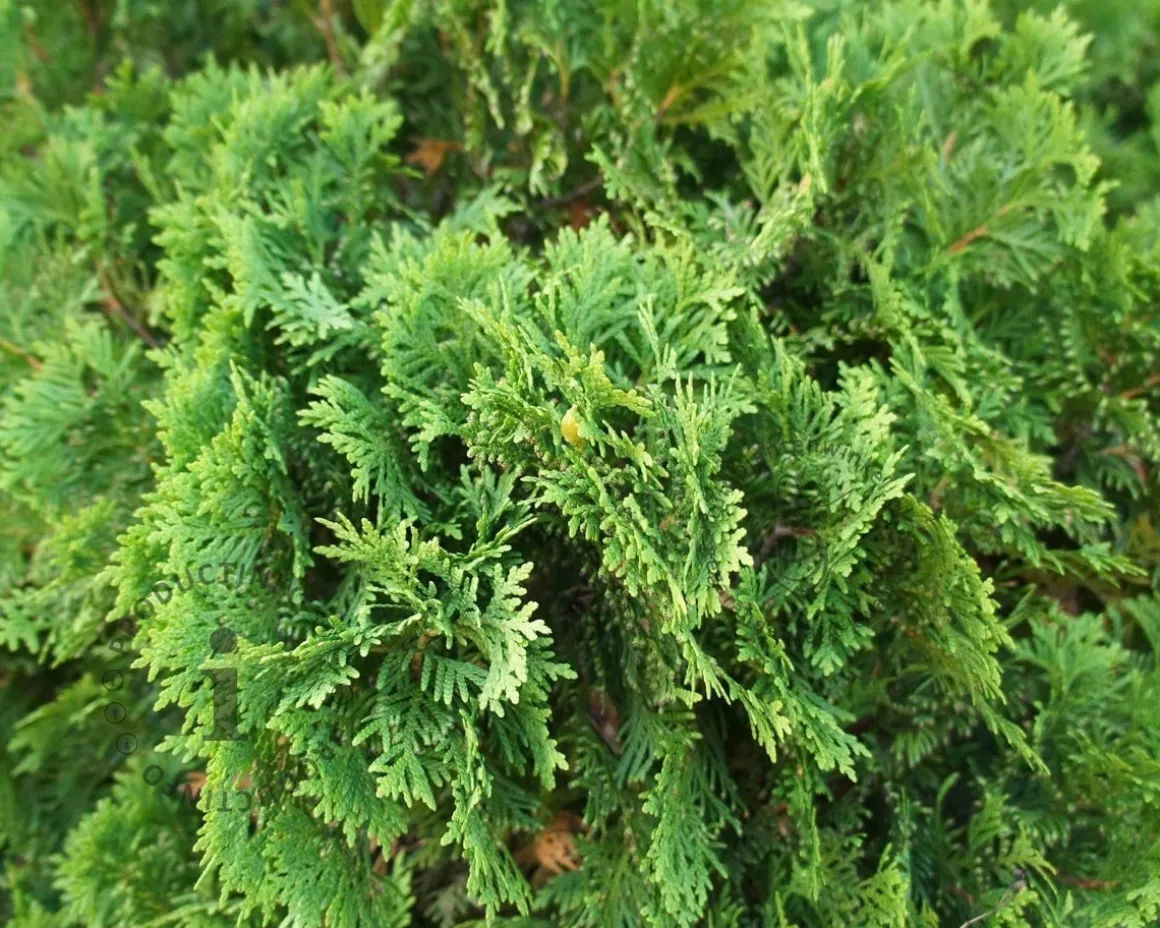 Thuja occidentalis 'Danica'