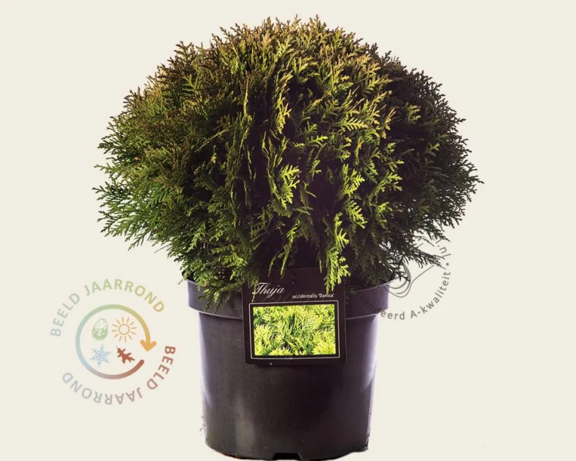 Thuja occidentalis 'Danica'