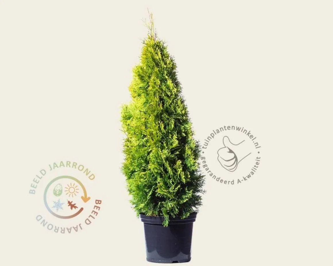 Thuja occidentalis 'Golden Smaragd' - in pot