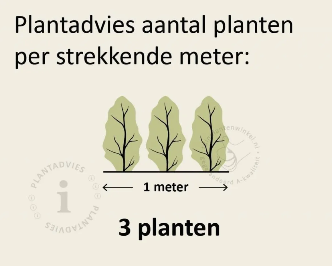 Thuja occidentalis 'Golden Smaragd' - in pot