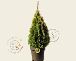 Thuja occidentalis 'Golden Smaragd' - in pot
