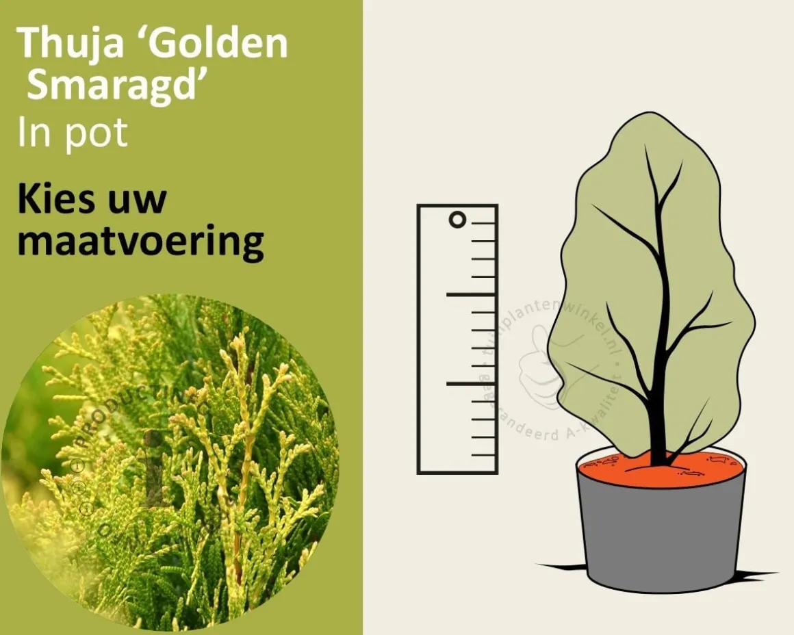 Thuja occidentalis 'Golden Smaragd' - in pot