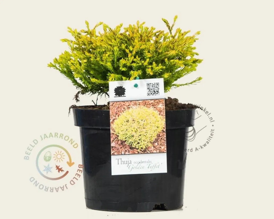Thuja occidentalis 'Golden Tuffet'