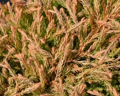 Thuja occidentalis 'Golden Tuffet'