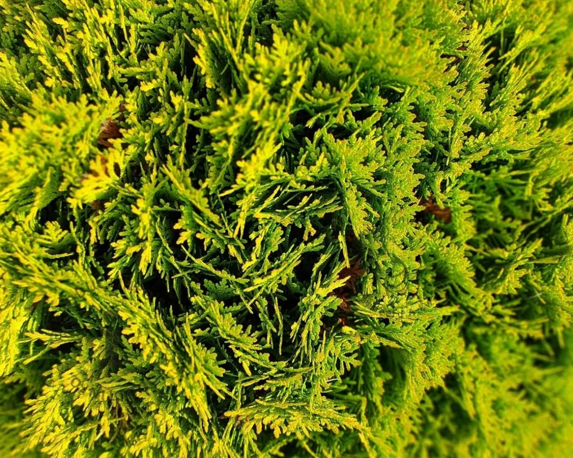 Thuja occidentalis 'Mirjam'