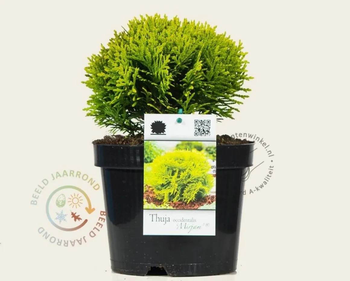 Thuja occidentalis 'Mirjam'