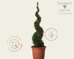 Thuja occidentalis 'Smaragd' - spiraal 100/120 cm