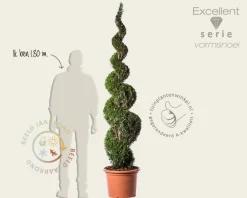 Thuja occidentalis 'Smaragd' - spiraal 200/220 cm