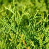 Thuja occidentalis 'Tiny Tim'