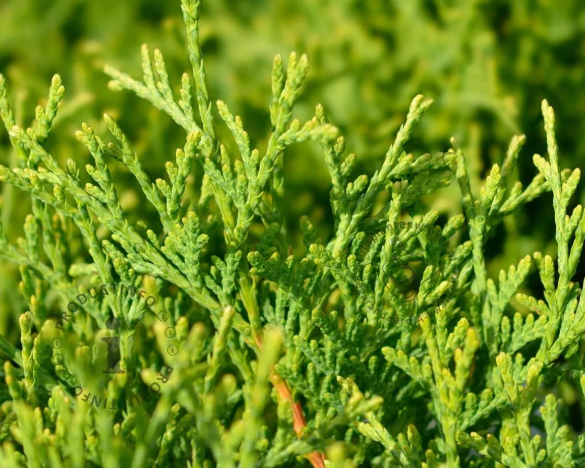Thuja occidentalis 'Tiny Tim'