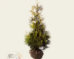 Thuja occidentalis 'Yellow Ribbon' - kluit