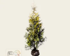 Thuja occidentalis 'Yellow Ribbon' - kluit