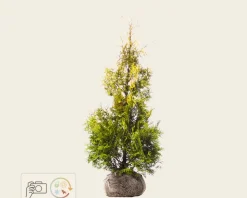 Thuja occidentalis 'Yellow Ribbon' - kluit