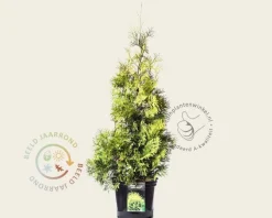 Thuja occidentalis 'Yellow Ribbon' - in pot
