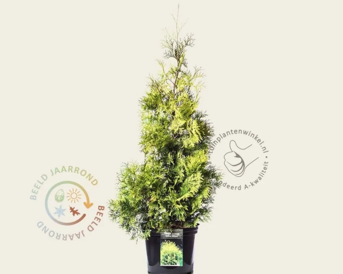Thuja occidentalis 'Yellow Ribbon' - in pot
