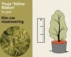 Thuja occidentalis 'Yellow Ribbon' - in pot
