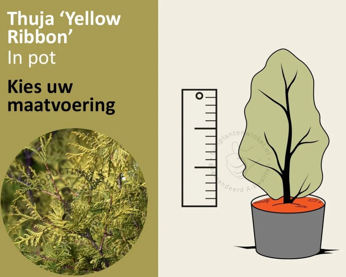Thuja occidentalis 'Yellow Ribbon' - in pot