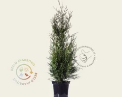 Thuja plicata 'Atrovirens' - in pot