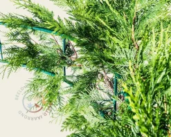 Thuja plicata 'Excelsa' - Boogvorm set