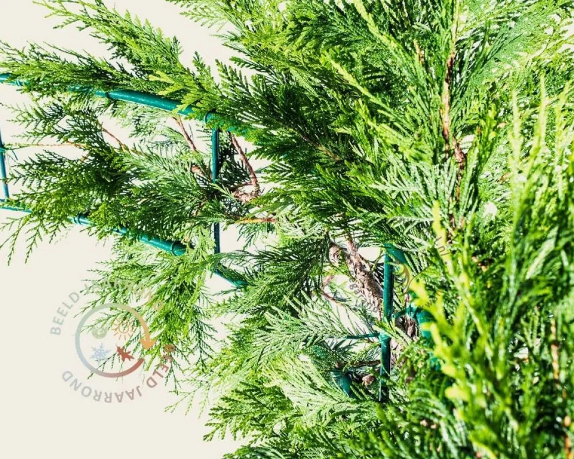 Thuja plicata 'Excelsa' - Boogvorm set